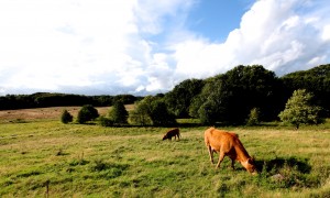 Foto: Henrik Johansen